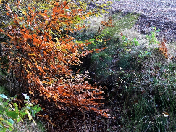 Chant d'automne 2012 (27)